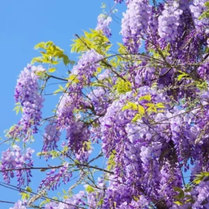 Purple Wisteria Plant Live - 2 Bareroot Wisteria Tree Plants for Outdoor Gardens