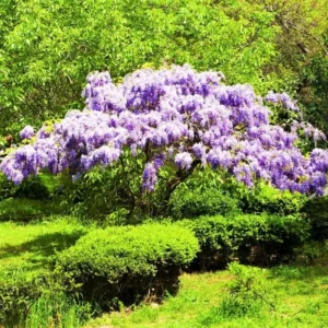 Purple Wisteria Plant Live - 2 Bareroot Wisteria Tree Plants for Outdoor Gardens