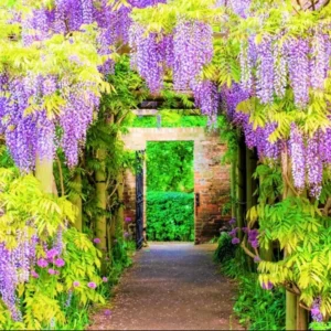 Purple Wisteria Plant Live - 2 Bareroot Wisteria Tree Plants for Outdoor Gardens