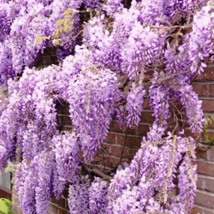 Purple Wisteria Plant Tree Live Plant - 12-15 Inch Potted Outdoor Garden
