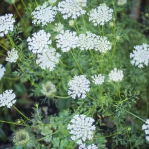 Queen Anne's Lace Plants - 5 Bare Root Daucus Carota Wildflower Medicinal Herb Bulbs