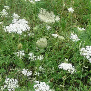 Queen Anne's Lace Plants - 5 Bare Root Daucus Carota Wildflower Medicinal Herb Bulbs