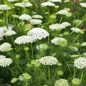 Queen Anne's Lace Plants - 5 Bare Root Daucus Carota Wildflower Medicinal Herb Bulbs