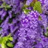 Queen's Wreath Vine - Petrea Volubilis Plant - 5-9 Inch Tropical Vine
