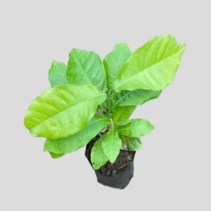 Queen's Wreath Vine - Petrea Volubilis Plant - 5-9 Inch Tropical Vine