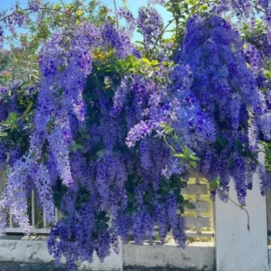 Queen's Wreath Vine - Petrea Volubilis Plant - 5-9 Inch Tropical Vine