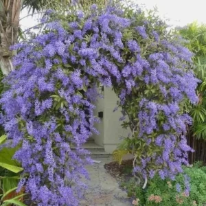 Queen's Wreath Vine - Petrea Volubilis Plant - 5-9 Inch Tropical Vine