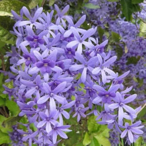 Queen's Wreath Vine - Petrea Volubilis Plant - 5-9 Inch Tropical Vine
