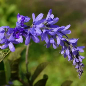 Queen's Wreath Vine - Petrea Volubilis Plant - 5-9 Inch Tropical Vine
