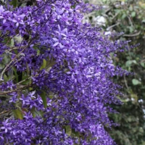 Queen's Wreath Vine - Petrea Volubilis Plant - 5-9 Inch Tropical Vine