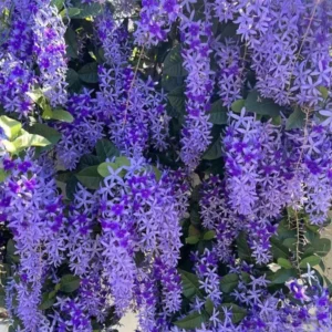 Queen's Wreath Vine - Petrea Volubilis Plant - 5-9 Inch Tropical Vine