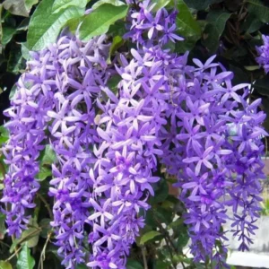 Queen's Wreath Vine - Petrea Volubilis Plant - 5-9 Inch Tropical Vine