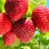 Quinalt Everbearing Strawberry Plant 10 Bare Roots - Huge Fruit Size
