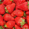 Quinalt Everbearing Strawberry Plants - 50 Bare Root Plants - Huge Fruit Size