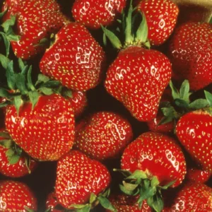 Quinalt Everbearing Strawberry Plants - 50 Bare Root Plants - Huge Fruit Size