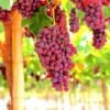 RED FLAME Seedless Grape Vine Plant - 28 to 40 Inch Tall 1-2 Yr Old Live Plant - Ready to Plant
