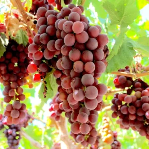 RED FLAME Seedless Grape Vine Plant - 28 to 40 Inch Tall 1-2 Yr Old Live Plant - Ready to Plant