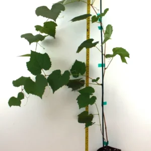RED FLAME Seedless Grape Vine Plant - 28 to 40 Inch Tall 1-2 Yr Old Live Plant - Ready to Plant