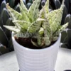 Rare Aloe Blizzard Cluster - 3.5 Inch Potted Succulent - White Aloe Hybrid