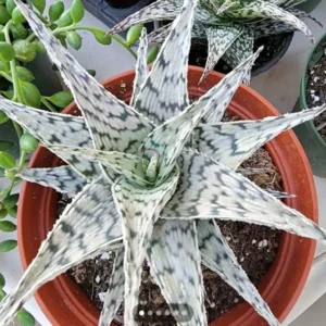 Rare Aloe Blizzard Cluster - 3.5 Inch Potted Succulent - White Aloe Hybrid