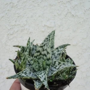 Rare Aloe Blizzard Cluster - 3.5 Inch Potted Succulent - White Aloe Hybrid