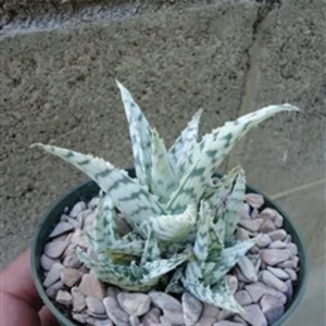Rare Aloe Blizzard Cluster - 3.5 Inch Potted Succulent - White Aloe Hybrid