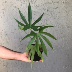 Rare Fingers Anthurium pedatoradiatum - 4 inch Potted Houseplant - Unique Foliage