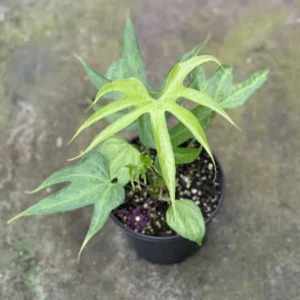 Rare Fingers Anthurium pedatoradiatum - 4 inch Potted Houseplant - Unique Foliage