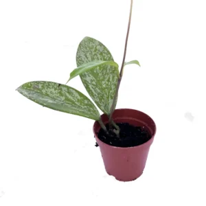 Rare Pubicalyx Wax Plant Hoya - Collector's Series - 2