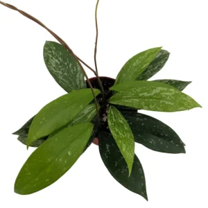 Rare Pubicalyx Wax Plant Hoya - Collector's Series 4 Inch Pot - Tropical Indoor Plant