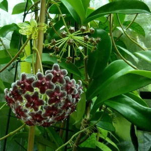 Rare Pubicalyx Wax Plant Hoya - Collector's Series 4 Inch Pot - Tropical Indoor Plant