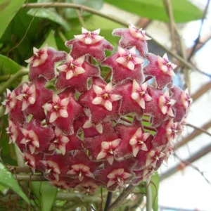 Rare Pubicalyx Wax Plant Hoya - Collector's Series 4 Inch Pot - Tropical Indoor Plant