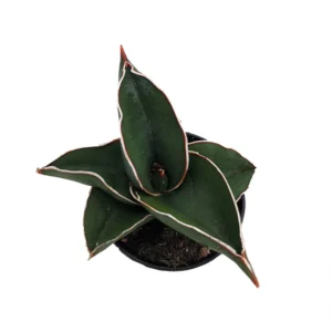 Rare Samurai Sword Snake Plant Sansevieria - 2" Pot - Collector's Series