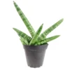 Rare Starfish Snake Plant Sansevieria boncellensis 2" Pot Easy Succulent