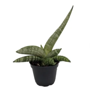 Rare Starfish Snake Plant Sansevieria boncellensis 2" Pot Easy Succulent