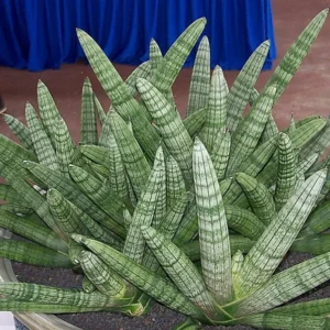 Rare Starfish Snake Plant Sansevieria boncellensis 2