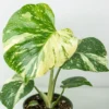 Rare Thai Constellation Philodendron - 4" Pot - Collector's Series Plant