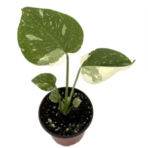 Rare Thai Constellation Philodendron - 4" Pot - Collector's Series Plant