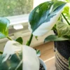 Rare White Princess Philodendron - 4 Inch Potted Plant - Collector's Series