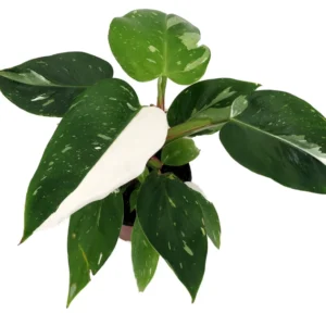 Rare White Princess Philodendron - 4 Inch Potted Plant - Collector's Series
