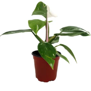 Rare White Princess Philodendron - 4 Inch Potted Plant - Collector's Series