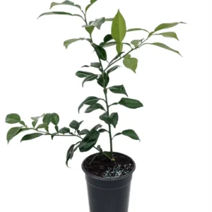 Rare Yuzu Citrus Tree - 5 Inch Pot - Fragrant Citrus Plant - No Ship to Tx,Fl,Az,Ca,La,Hi