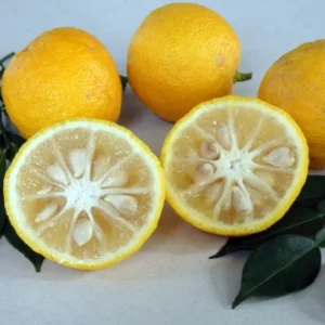 Rare Yuzu Citrus Tree - 5 Inch Pot - Fragrant Citrus Plant - No Ship to Tx,Fl,Az,Ca,La,Hi
