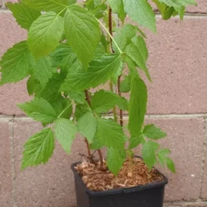 Raspberry Plant Heritage Live Plant - 1 Gallon Pot - Red Berries - Self-Pollinating