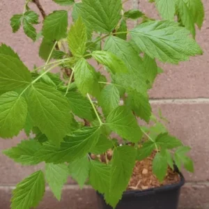 Raspberry Plant Heritage Live Plant - 1 Gallon Pot - Red Berries - Self-Pollinating