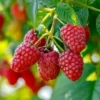 Raspberry Plant - Late Season Heavy Yield - 3.25" Pot - Fruit Plant