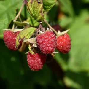 Raspberry Plant - Late Season Heavy Yield - 3.25" Pot - Fruit Plant