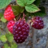 Raspberry Plants - 10 Thornless Purple Raspberry Starter Plants - Fruit Edible Bush Perennial