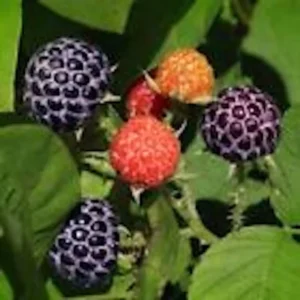 Raspberry Plants - 10 Thornless Purple Raspberry Starter Plants - Fruit Edible Bush Perennial