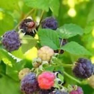Raspberry Plants - 10 Thornless Purple Raspberry Starter Plants - Fruit Edible Bush Perennial